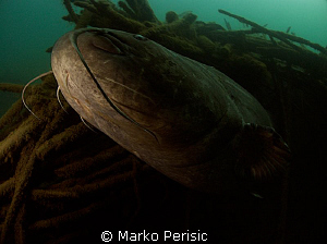 A very large Wels Catfish about 2m in length. by Marko Perisic 